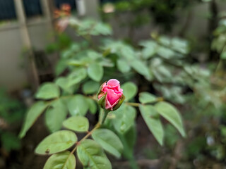 A close-up of a rose captures its bloom just beginning to open from a tight bud. Delicate pink petals unfurl softly, revealing the intricate layers hidden within.