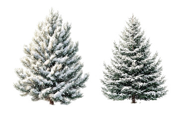 Obraz premium Two snow-covered Christmas trees against a transparent background, showcasing their festive charm and winter beauty.