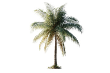 Obraz premium A vibrant palm tree stands tall against a transparent background, showcasing its lush fronds and textured trunk, evoking a tropical ambiance.