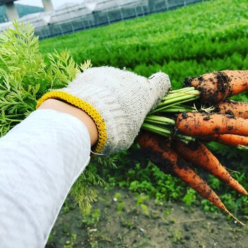 Person wearing white glove holding a bunch of carrots