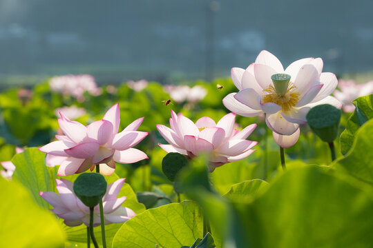 White and purple flower in tilt shift lens