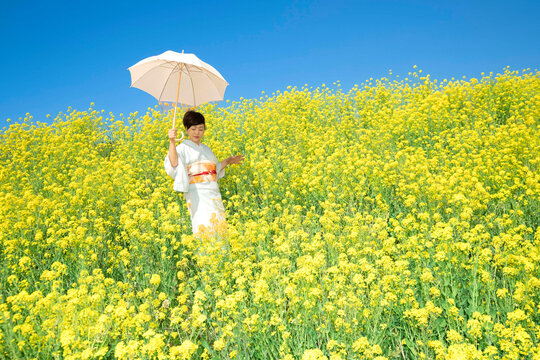 A Japanese woman wearing kimono enjoys the spring season in beautiful yellow flowers, or nanohana, blooming in Japan.