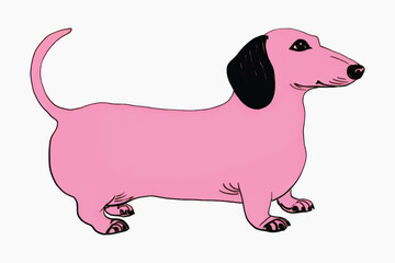 Pink dachshund cartoon illustration
