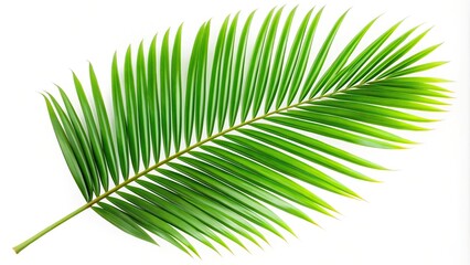 Obraz premium Forced perspective green leaf isolated on white background