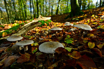 Nebelgrauer Trichterling, Graukappe // Clouded agaric (Clitocybe nebularis) - Burgholz, Wuppertal,...