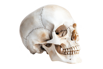 A detailed human skull displayed from the side against a black background, showcasing intricate features and anatomical details.