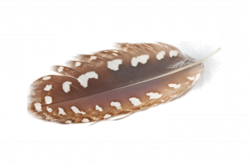A close-up of a delicate feather showcasing intricate patterns and textures against a black background.