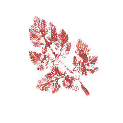 Real tree and grass leaves paint prints. Perfect for autumn, fall decoration, children's creativity, visual aid. Hand drawn botanical imprints. Grunge texture, old paint, rough brush. 