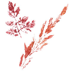 Real tree and grass leaves paint prints. Perfect for autumn, fall decoration, children's creativity, visual aid. Hand drawn botanical imprints. Grunge texture, old paint, rough brush. 