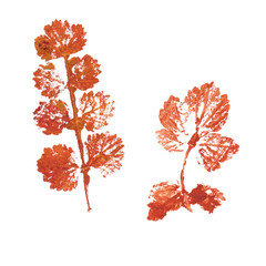 Real tree and grass leaves paint prints. Perfect for autumn, fall decoration, children's creativity, visual aid. Hand drawn botanical imprints. Grunge texture, old paint, rough brush. 