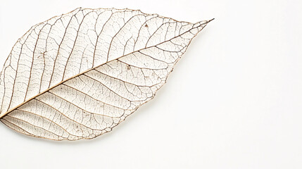 Obraz premium white skeleton leaf isolated on white background closeup macro photography nature detail
