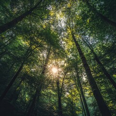Fototapeta premium green Forest trees. nature green wood sunlight backgrounds