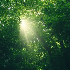 green Forest trees. nature green wood sunlight backgrounds