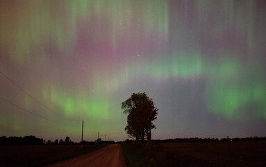 aurora over the plains with a tree