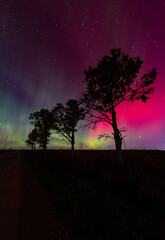 aurora with trees in the distance 