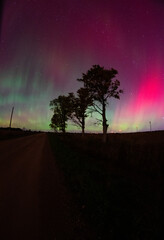 aurora with trees in the distance 
