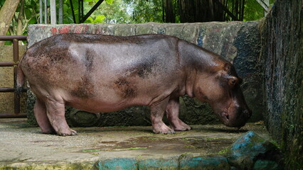 Close-Up of Hippopotamus at the Zoo