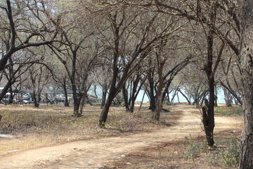 coastal forest vegetation is still shady