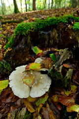 Nebelgrauer Trichterling, Graukappe // Clouded agaric (Clitocybe nebularis) - Burgholz, Wuppertal, Deutschland