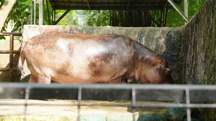 Close-Up of Hippopotamus at the Zoo