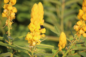 The blooming yellow Senna alata or candlestick flowers
