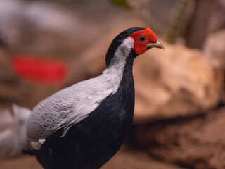 pheasant bird portrait