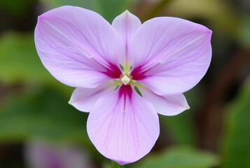 Flower petals &sim; The shape of flower petals can resemble the ti