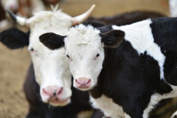 Cows are grazing on the pasture