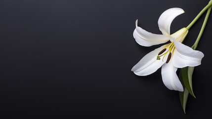 Fototapeta premium White lily on black background