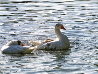 Fototapeta premium cute geese in the lake