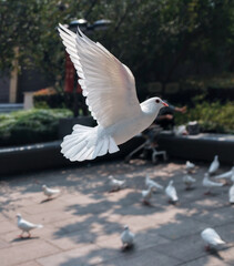 Peace dove in the park