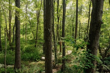 Obraz premium Quiet tranquil green forest in Stonington, Connecticut, United States.