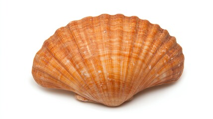 Fototapeta premium Scallop shell, orange and textured, white isolated background.