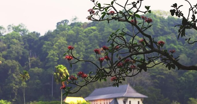 Tilt-down footage of Sri Dalada Maligawa, the Temple of the Sacred Tooth, framed by a flowering tree branch in Kandy, Sri Lanka. Captures the serene and cultural essence of this historic site. 
