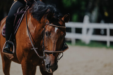 Obraz premium A detailed close-up of a brown horse with a rider in an outdoor arena, showcasing equestrian gear and a sunny environment.