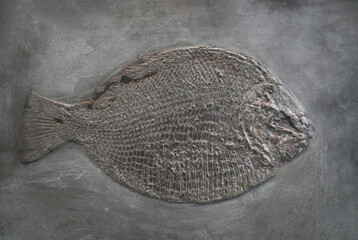 close up on fish fossil in rock © nd700