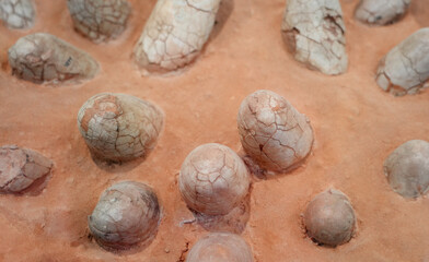 close up on dinosaur egg fossil