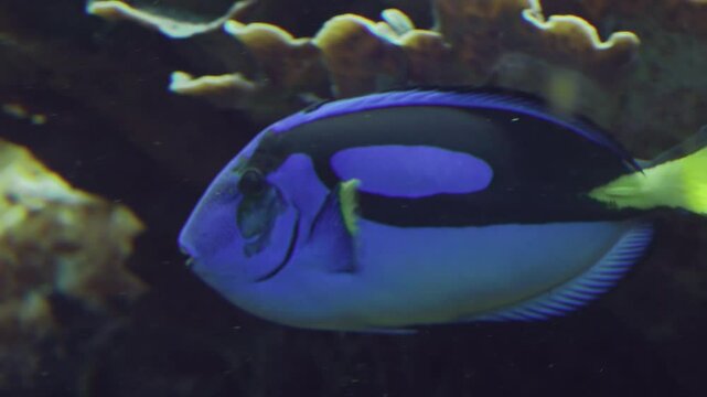 Exotic blue, parchanturus hepatus, Blue Tang, Regal Tang