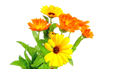 Bl&uuml;hende Ringelblumen vor wei&szlig;em Hintergrund