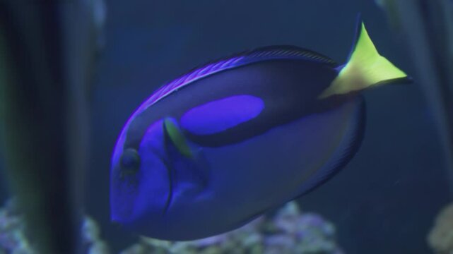 Exotic blue, parchanturus hepatus, Blue Tang, Regal Tang