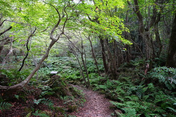 old autumn forest and fine pathway