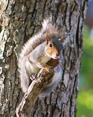 alert and cautious squirrel in tree