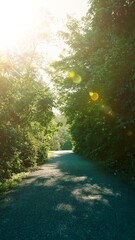 sunrise in the forest