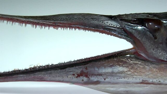 The garfish (Belone belone),  is a long and slender fish with a laterally compressed body, and grows to about 50cm in length. The jaws are elongated and armed with sharp teeth.