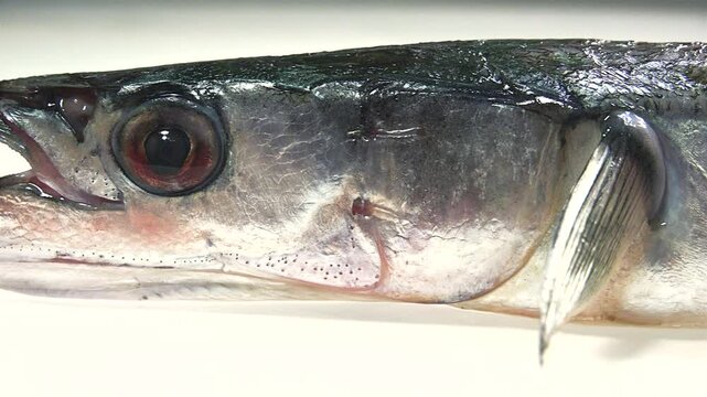 The garfish (Belone belone),  is a long and slender fish with a laterally compressed body, and grows to about 50cm in length. The jaws are elongated and armed with sharp teeth.