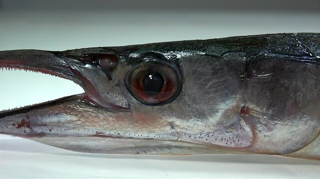 The garfish (Belone belone),  is a long and slender fish with a laterally compressed body, and grows to about 50cm in length. The jaws are elongated and armed with sharp teeth.