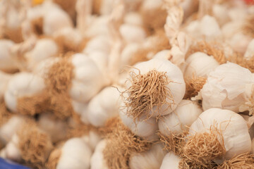 close up pf garlic on white background,