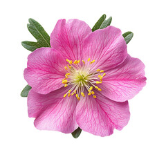 Naklejka premium Pink portulaca flower isolated on transparent background