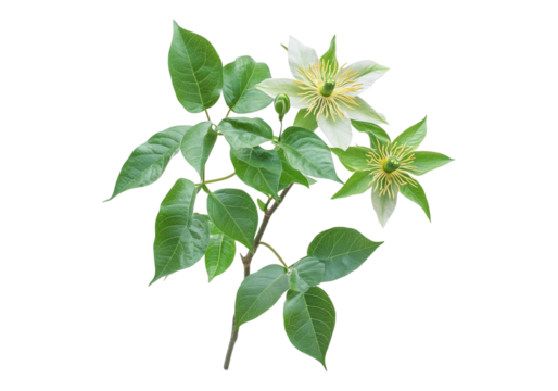 Photo of passiflora edulis with leaves .Transparent background. Isolated PNG.