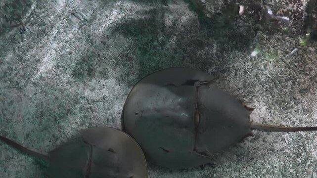 The Atlantic horseshoe crab (Limulus polyphemus)